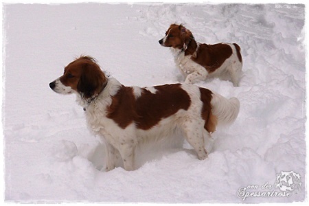 Kooikerhondje von der Spessartrose