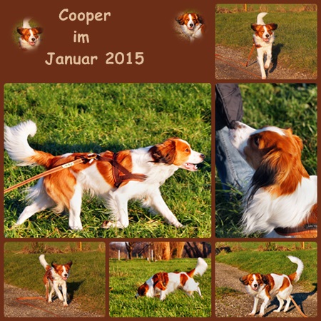 Kooikerhondje von der Spessartrose