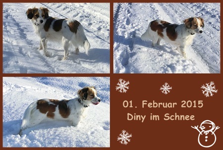 Kooikerhondje von der Spessartrose