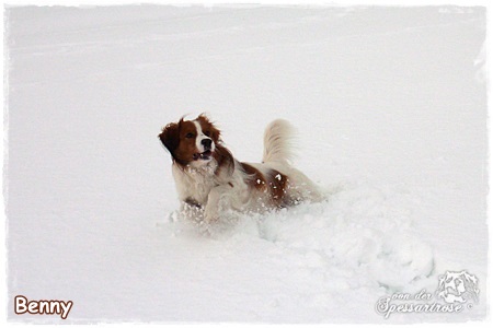 Kooikerhondje von der Spessartrose