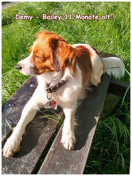 Kooikerhondje von der Spessartrose