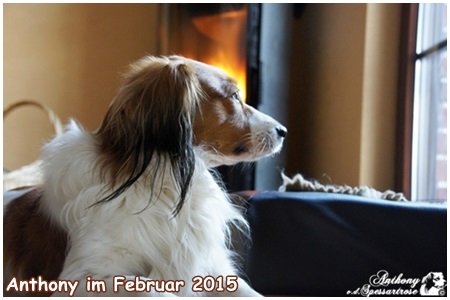 Kooikerhondje von der Spessartrose