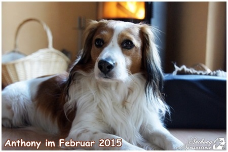 Kooikerhondje von der Spessartrose