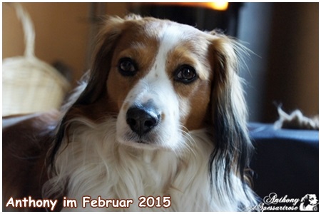 Kooikerhondje von der Spessartrose