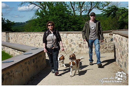 Kooikerhondje von der Spessartrose