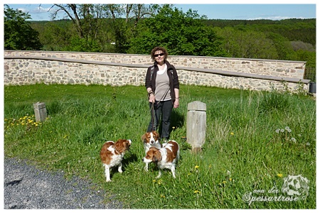 Kooikerhondje von der Spessartrose