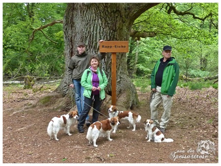 Kooikerhondje von der Spessartrose