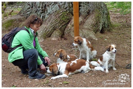 Kooikerhondje von der Spessartrose