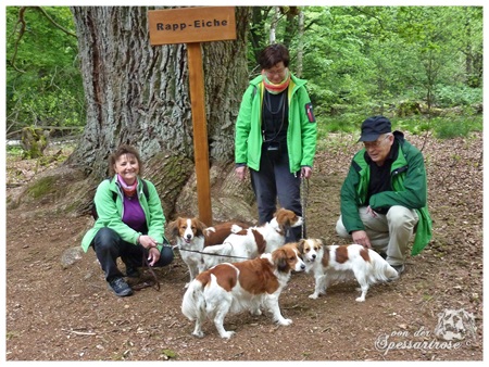 Kooikerhondje von der Spessartrose