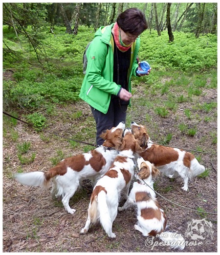 Kooikerhondje von der Spessartrose