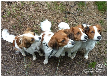 Kooikerhondje von der Spessartrose