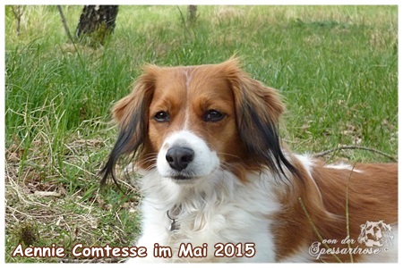 Kooikerhondje von der Spessartrose