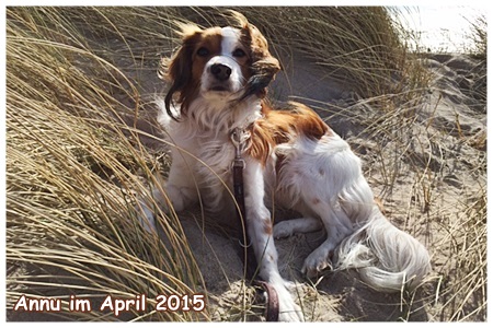 Kooikerhondje von der Spessartrose