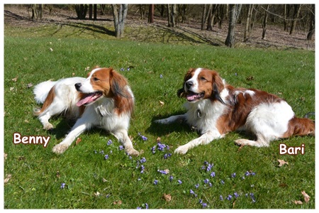 Kooikerhondje von der Spessartrose