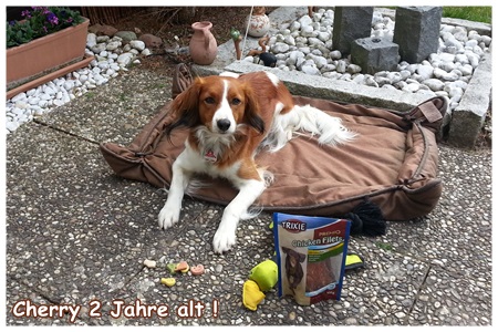 Kooikerhondje von der Spessartrose