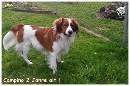 Kooikerhondje von der Spessartrose