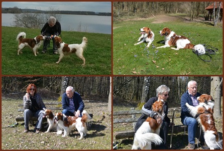 Kooikerhondje von der Spessartrose