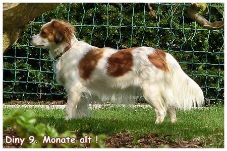 Kooikerhondje von der Spessartrose