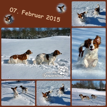 Kooikerhondje von der Spessartrose