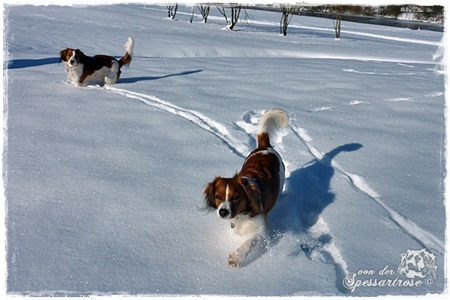 Kooikerhondje von der Spessartrose