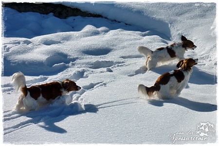 Kooikerhondje von der Spessartrose