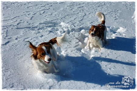 Kooikerhondje von der Spessartrose