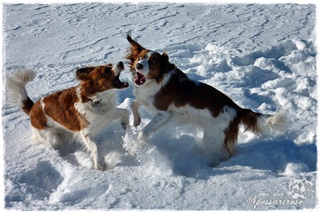 Kooikerhondje von der Spessartrose