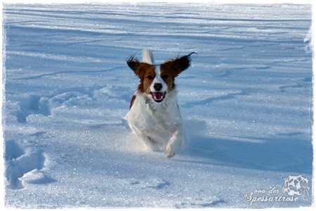 Kooikerhondje von der Spessartrose