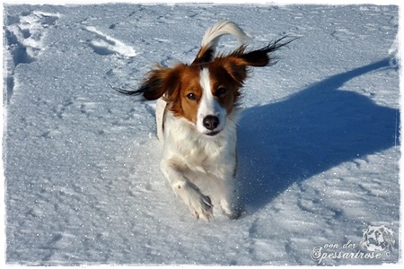 Kooikerhondje von der Spessartrose