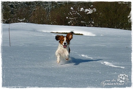 Kooikerhondje von der Spessartrose