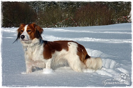 Kooikerhondje von der Spessartrose