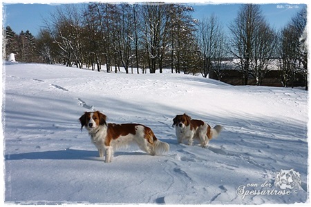 Kooikerhondje von der Spessartrose