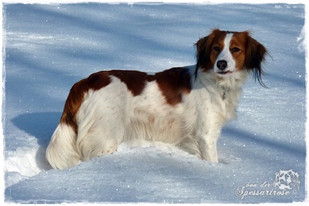 Kooikerhondje von der Spessartrose