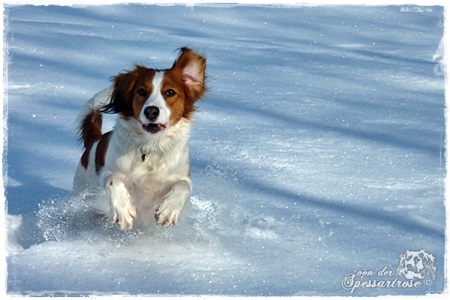 Kooikerhondje von der Spessartrose