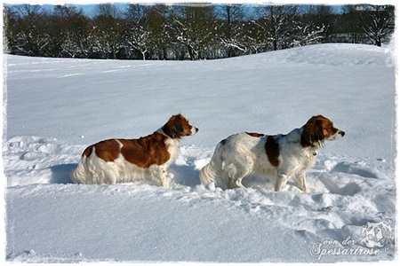 Kooikerhondje von der Spessartrose