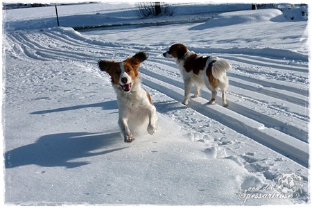 Kooikerhondje von der Spessartrose