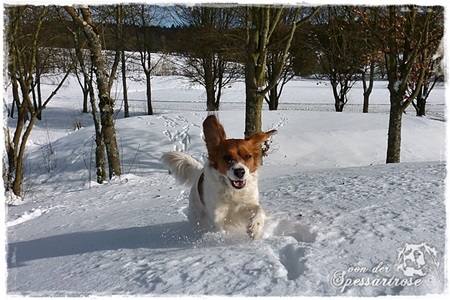 Kooikerhondje von der Spessartrose