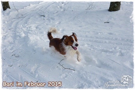 Kooikerhondje von der Spessartrose