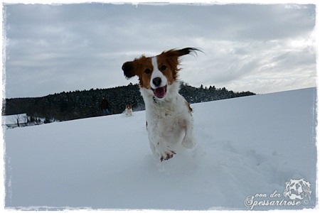 Kooikerhondje von der Spessartrose