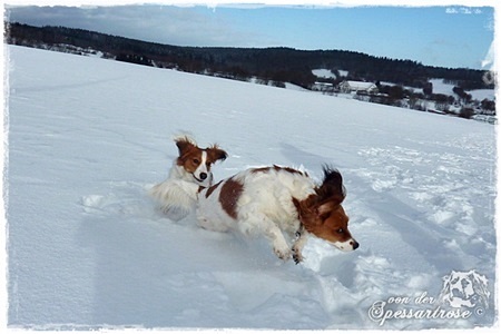 Kooikerhondje von der Spessartrose