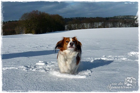 Kooikerhondje von der Spessartrose