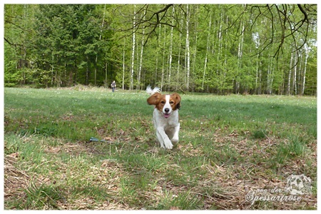 Kooikerhondje von der Spessartrose