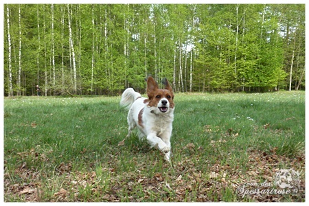 Kooikerhondje von der Spessartrose