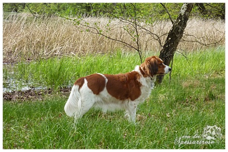 Kooikerhondje von der Spessartrose