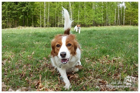 Kooikerhondje von der Spessartrose