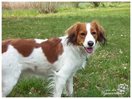 Kooikerhondje von der Spessartrose