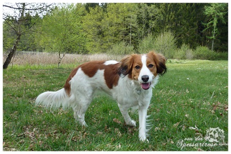 Kooikerhondje von der Spessartrose