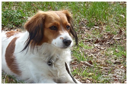 Kooikerhondje von der Spessartrose