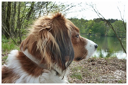 Kooikerhondje von der Spessartrose