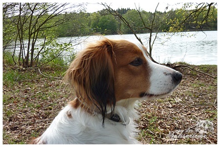 Kooikerhondje von der Spessartrose